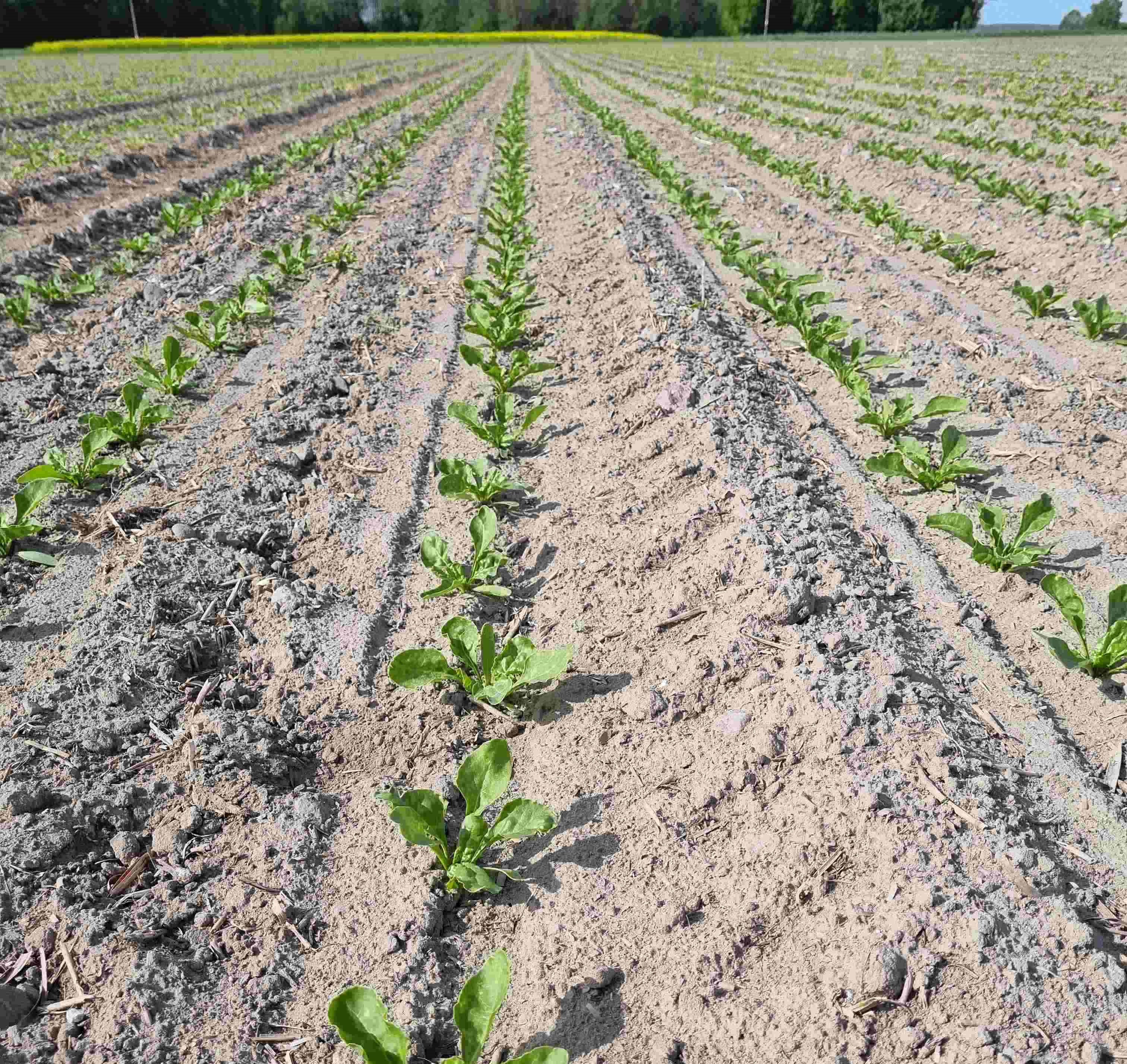 Spotkanie Związków Plantatorów z Władzami Cukrowni Glinojeck w Płocku. Zmiana warunków kontraktacji na sezon 2022/2023 oraz propozycja na 2023/2024